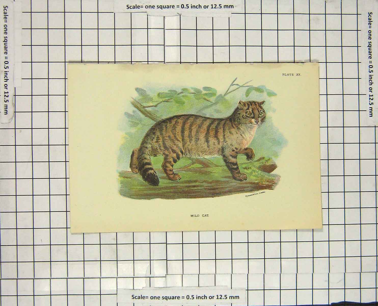 Original Old Antique Print Colour Wild Cat Animal Nature