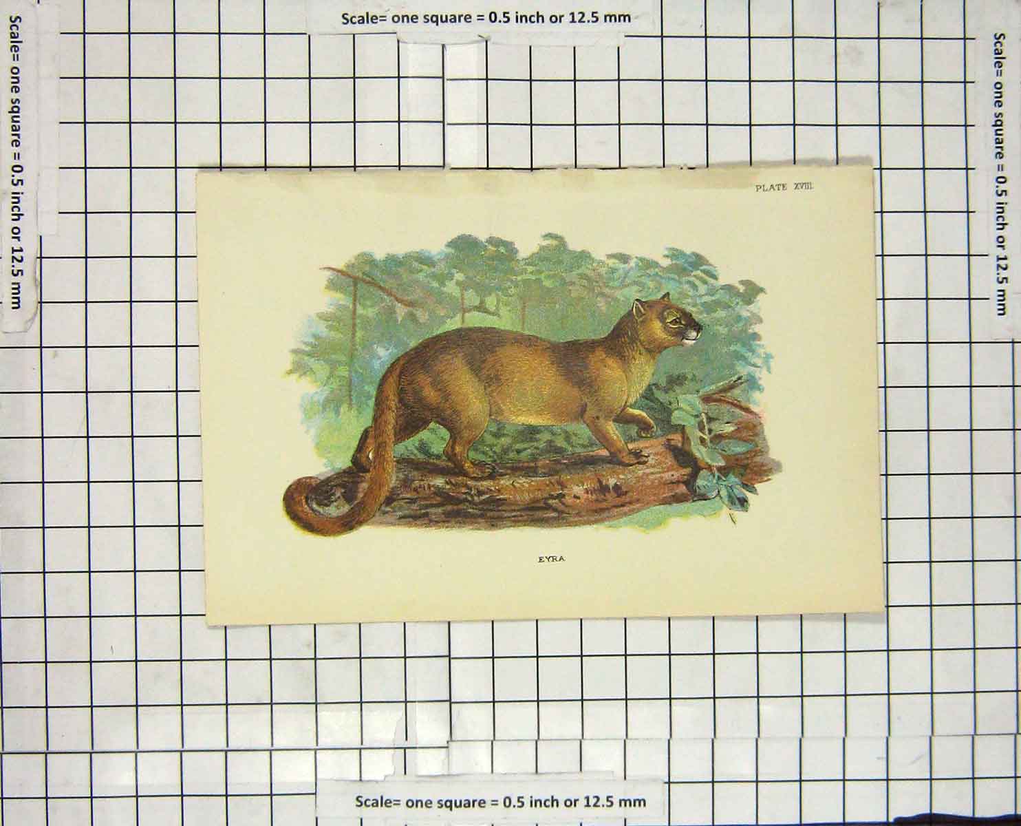 Original Old Antique Print Colour Eyra Wild Cat Animal Nature