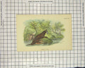 Original Old Antique Print Colour Common Otter Animal Mammal