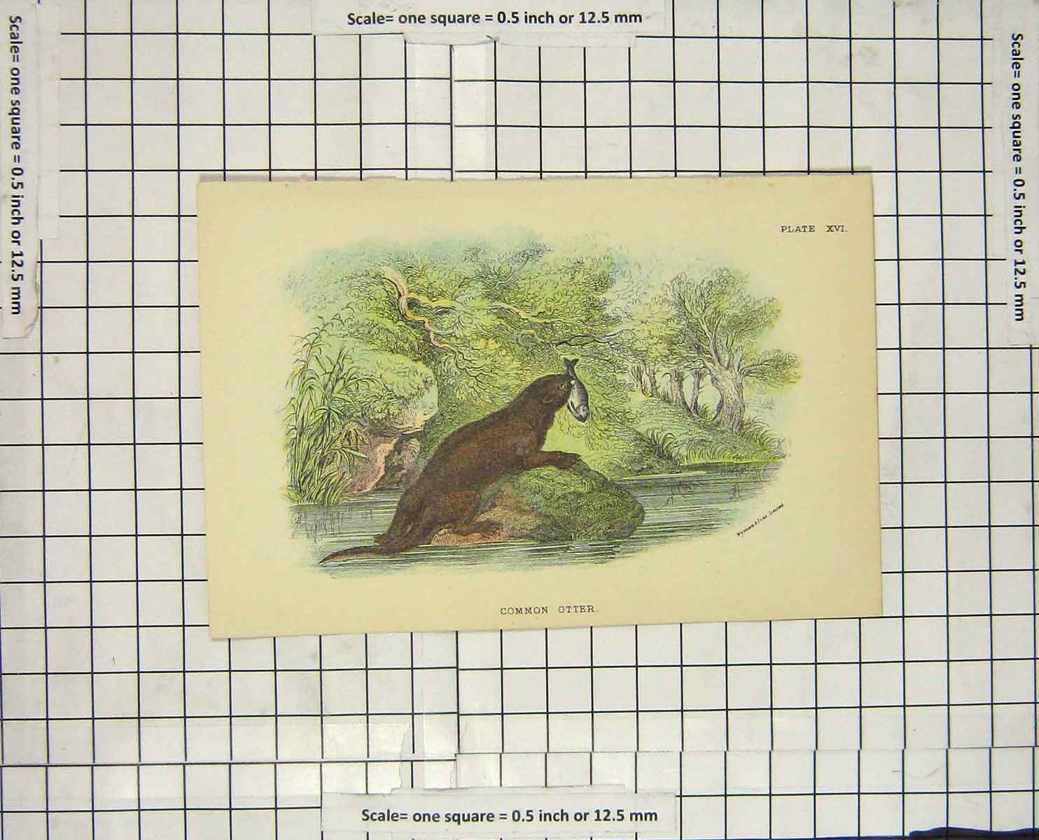 Original Old Antique Print Colour Common Otter Animal Mammal