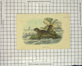 Original Old Antique Print Colour Common Seal Mammal Nature