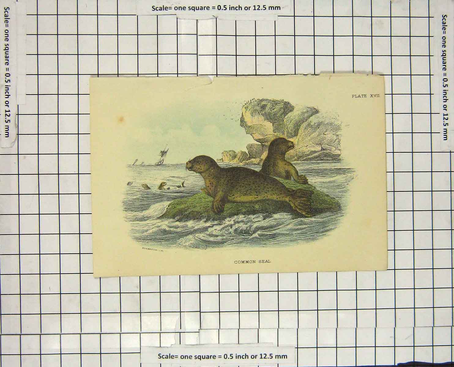 Original Old Antique Print Colour Common Seal Mammal Nature