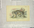 Original Old Antique Print Colour Ounce Wild Cat Animal