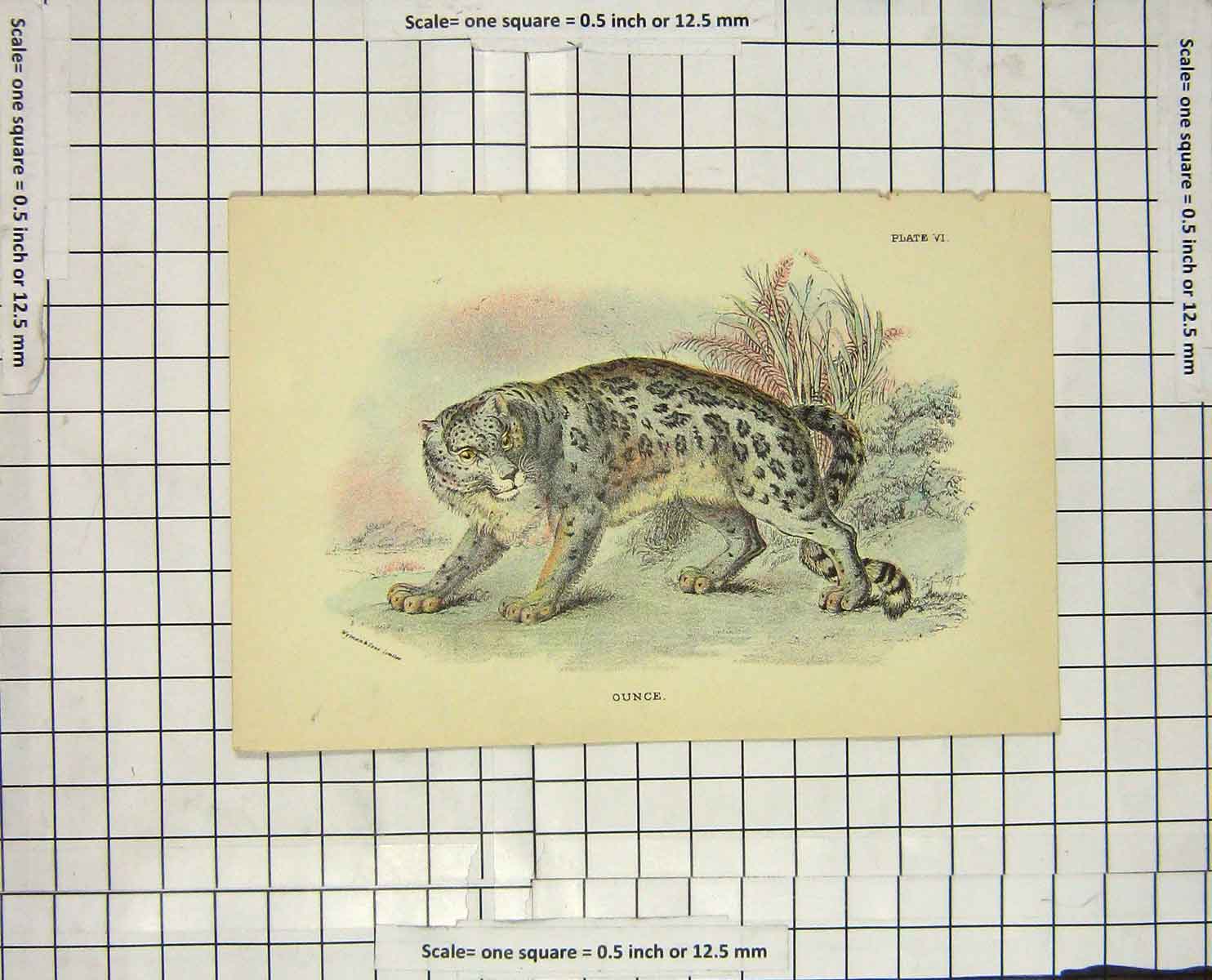 Original Old Antique Print Colour Ounce Wild Cat Animal