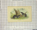 Original Old Antique Print Colour Water Shrew Rodent Animal