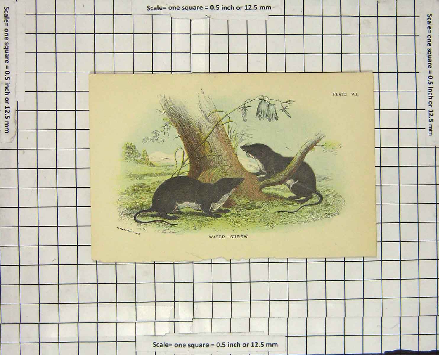 Original Old Antique Print Colour Water Shrew Rodent Animal