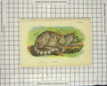 Original Old Antique Print Colour Colocolo Wild Cat Animal