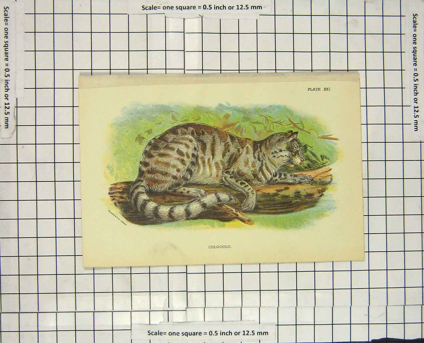 Original Old Antique Print Colour Colocolo Wild Cat Animal