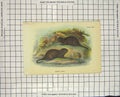 Original Old Antique Print Colour Water Vole Rodent Animal