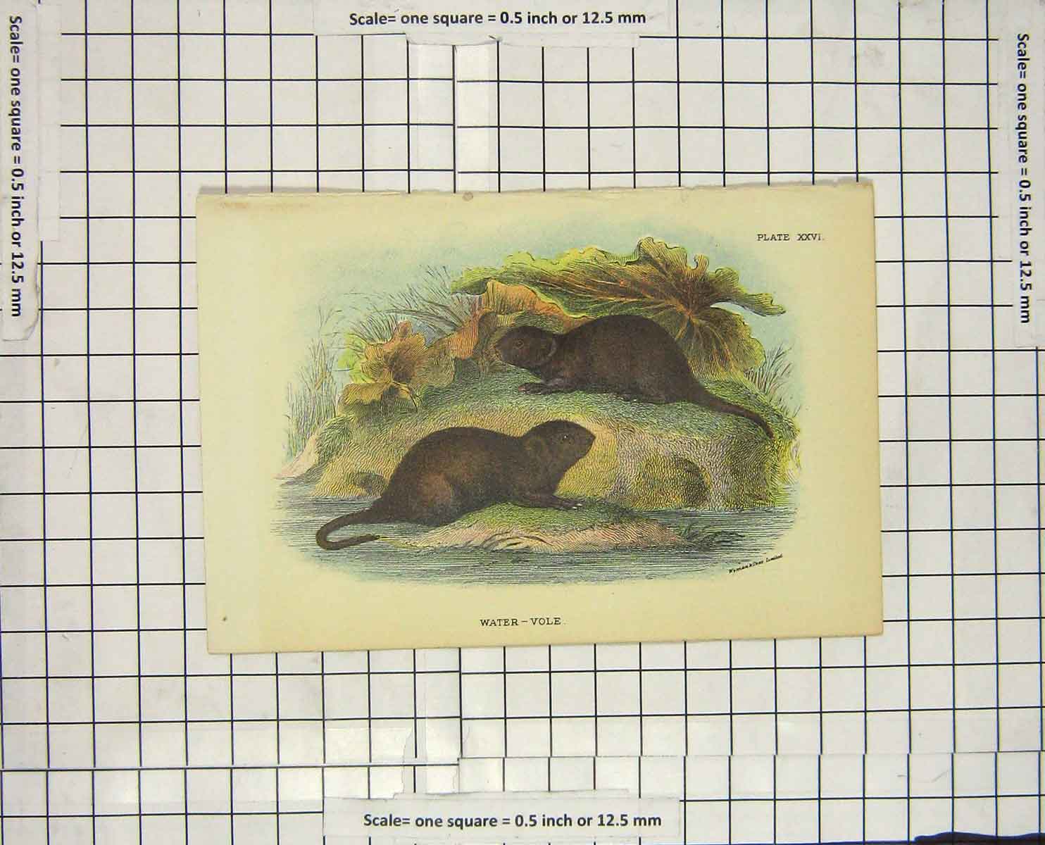 Original Old Antique Print Colour Water Vole Rodent Animal