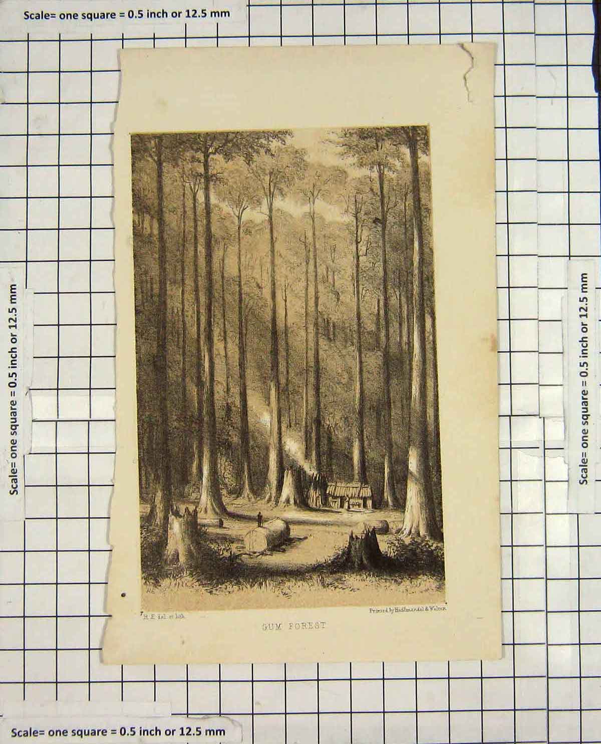 Original Old Antique Print View Gum Forest Trees Walton Engraving
