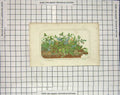 Original Old Antique Print Colour Plants Fruit London Engraving