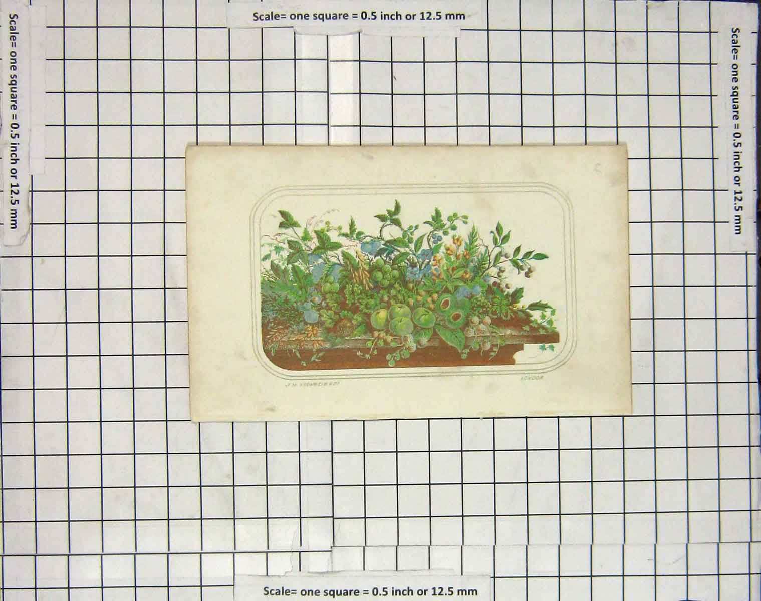 Original Old Antique Print Colour Plants Fruit London Engraving