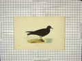 Original Old Antique Print 1903 Hand Coloured Birds Bulwer'S Petrel 20th