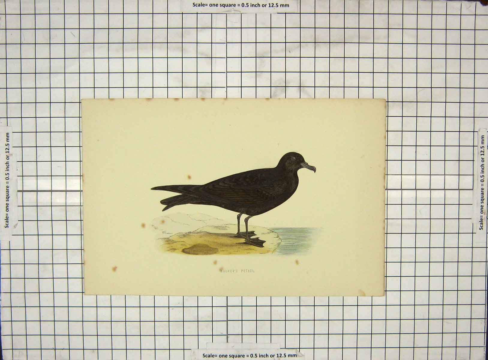 Original Old Antique Print 1903 Hand Coloured Birds Bulwer'S Petrel 20th