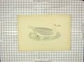 Original Old Antique Print 1903 Hand Coloured Birds Glaucous Gull 20th Century