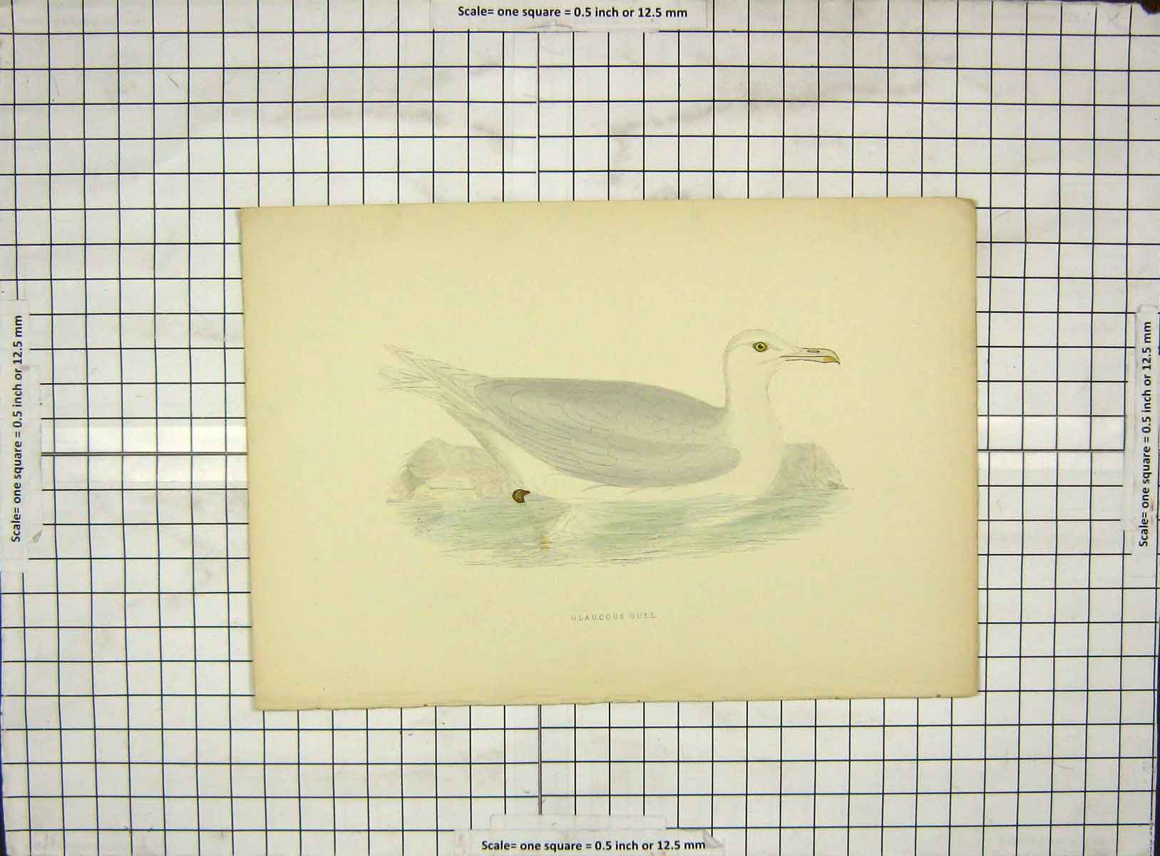 Original Old Antique Print 1903 Hand Coloured Birds Glaucous Gull 20th Century