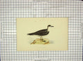 Original Old Antique Print Ref.70 1903 Hand Coloured Birds Capped Petrel Morris