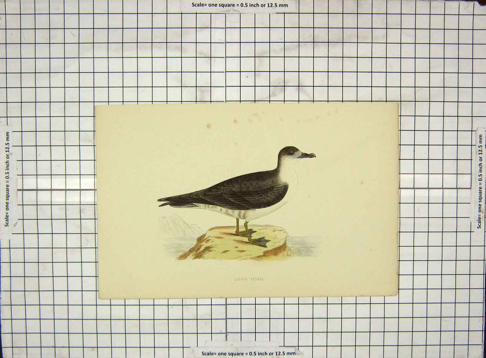 Original Old Antique Print Ref.70 1903 Hand Coloured Birds Capped Petrel Morris