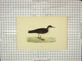 Original Old Antique Print 1903 Hand Coloured Birds Manx Shearwater Morris 20th
