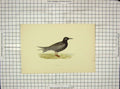 Original Old Antique Print Morris 1903 Hand Coloured Birds Black Tern 20th