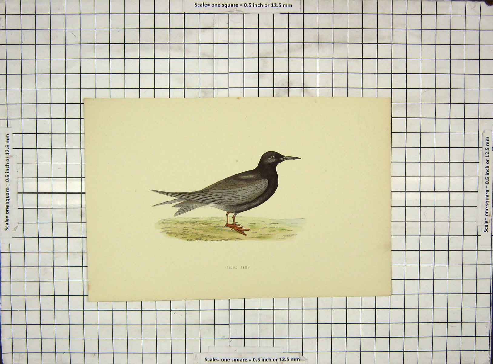 Original Old Antique Print Morris 1903 Hand Coloured Birds Black Tern 20th