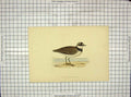 Original Old Antique Print 1903 Hand Coloured Birds Little Ringed Dotterel 20th