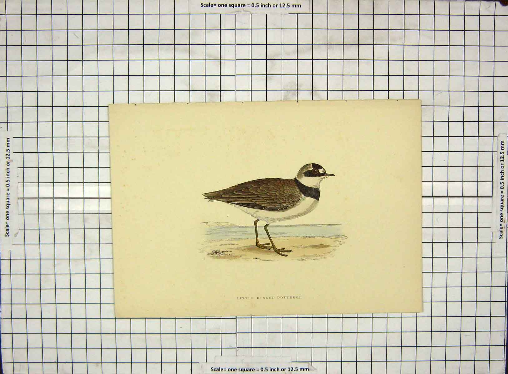 Original Old Antique Print 1903 Hand Coloured Birds Little Ringed Dotterel 20th