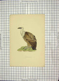 Original Old Antique Print Morris 1903 Hand Coloured Birds Griffon Vulture 20th