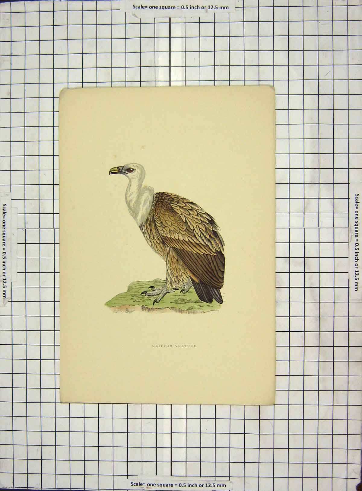 Original Old Antique Print Morris 1903 Hand Coloured Birds Griffon Vulture 20th