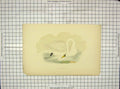 Original Old Antique Print Morris 1903 Hand Coloured Bird Polish Swan 20th