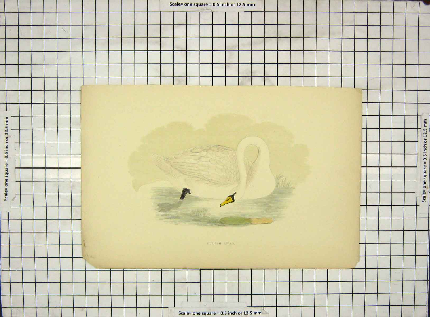 Original Old Antique Print Morris 1903 Hand Coloured Bird Polish Swan 20th