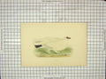 Original Old Antique Print Morris 1903 Hand Coloured Bird Ptarmigan 20th