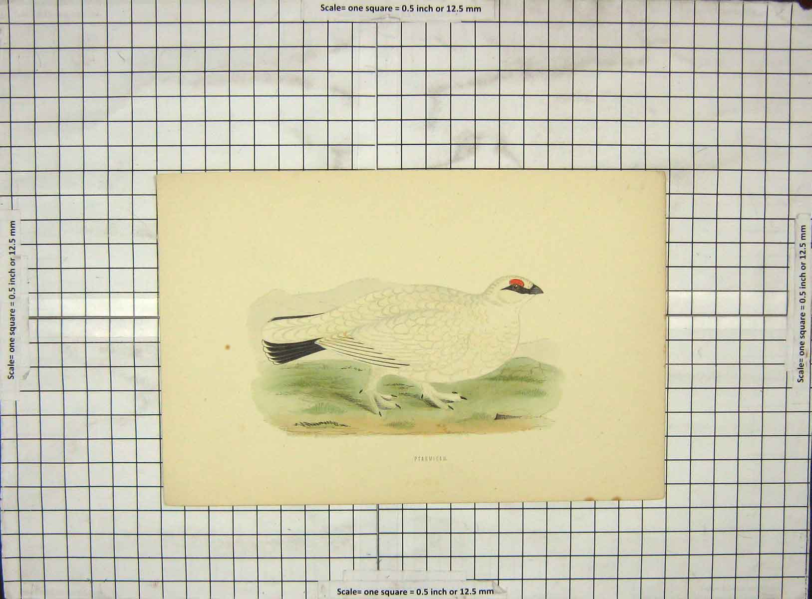 Original Old Antique Print Morris 1903 Hand Coloured Bird Ptarmigan 20th