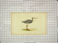 Original Old Antique Print Morris 1903 Hand Coloured Bird Spotted Redshank 20th
