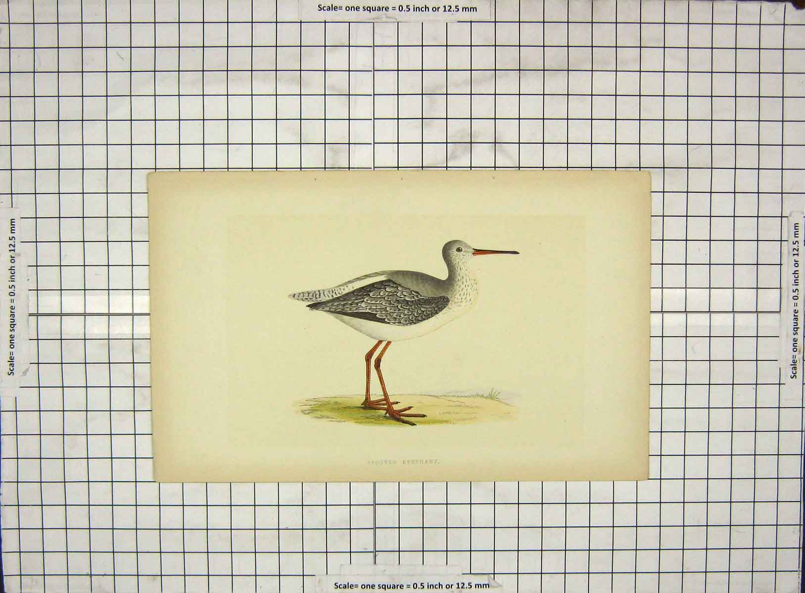 Original Old Antique Print Morris 1903 Hand Coloured Bird Spotted Redshank 20th