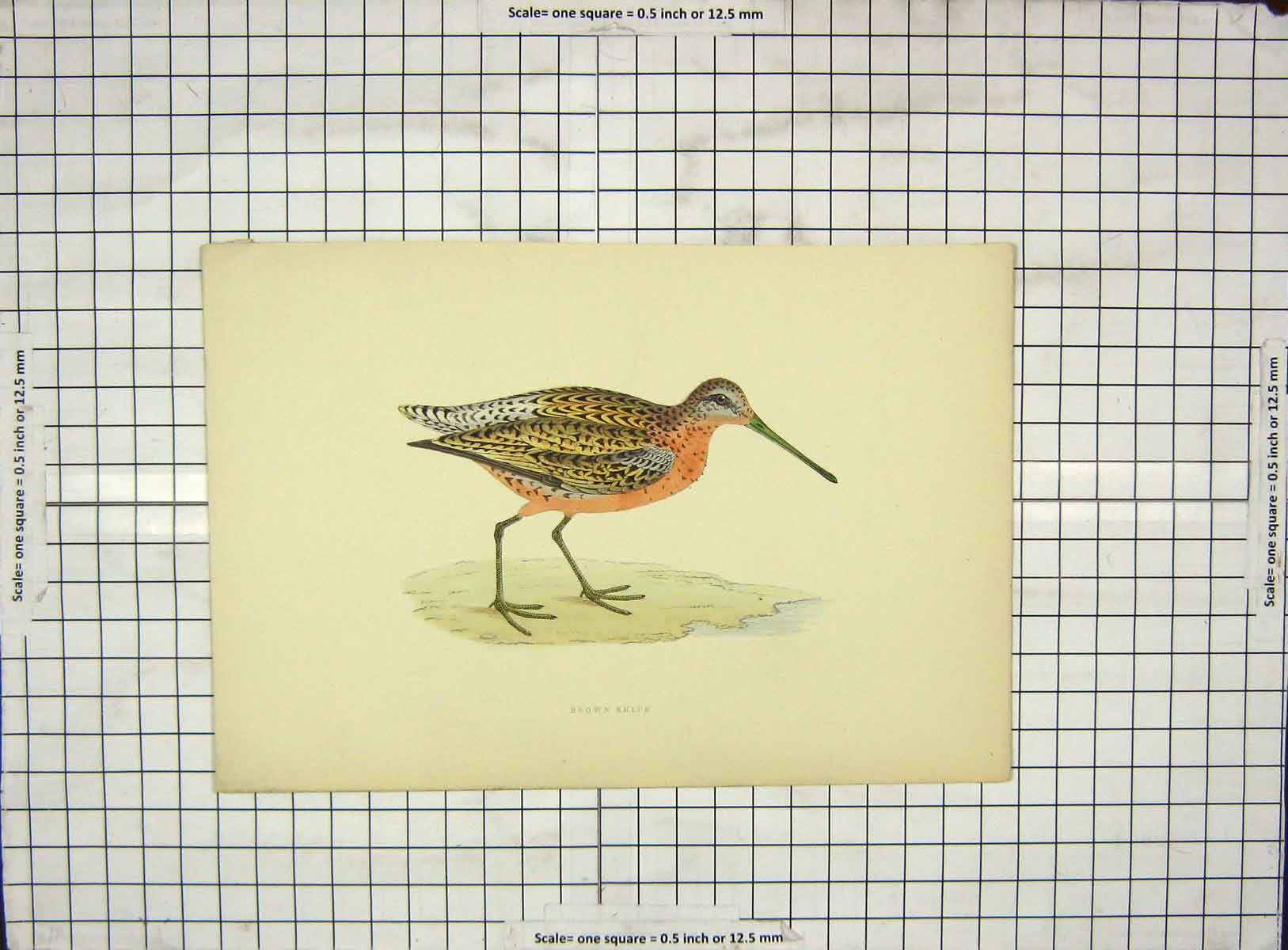 Original Old Antique Print Morris 1903 Hand Coloured Bird Brown Snipe 20th