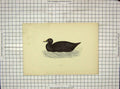 Original Old Antique Print Morris 1903 Hand Coloured Bird Scoter 20th Century