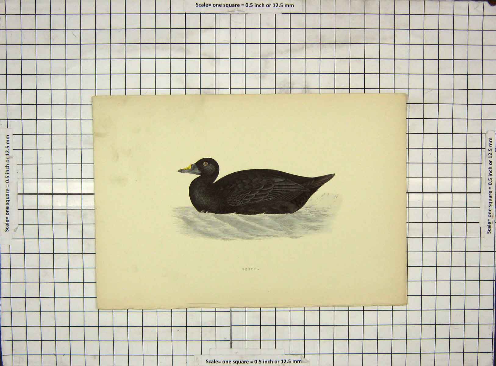 Original Old Antique Print Morris 1903 Hand Coloured Bird Scoter 20th Century