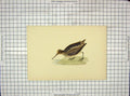 Original Old Antique Print Ref.72 Morris 1903 Hand Coloured Bird Jack Snipe