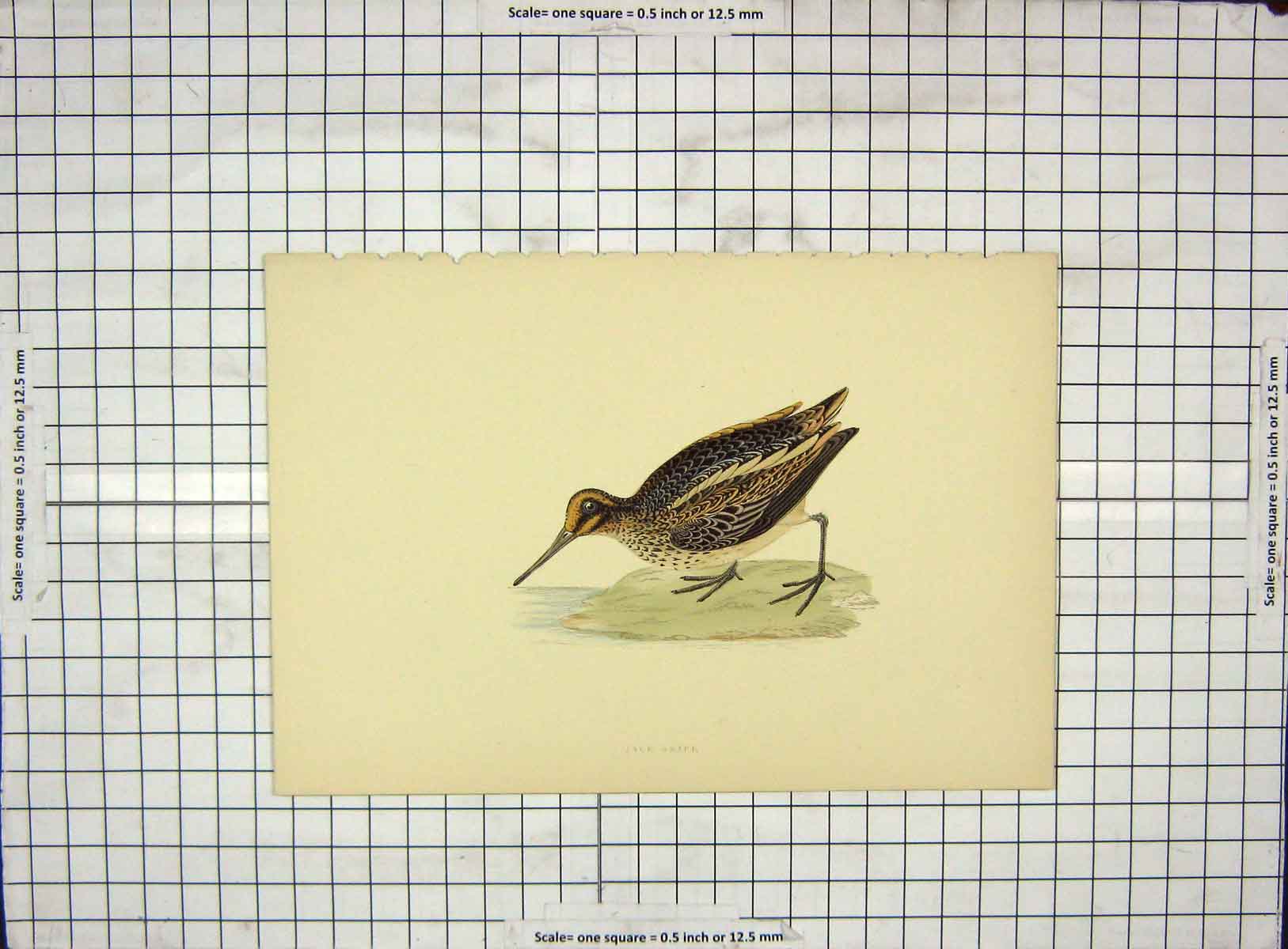 Original Old Antique Print Ref.72 Morris 1903 Hand Coloured Bird Jack Snipe