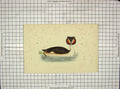 Original Old Antique Print 1903 Hand Coloured Bird Great Crested Grebe 20th