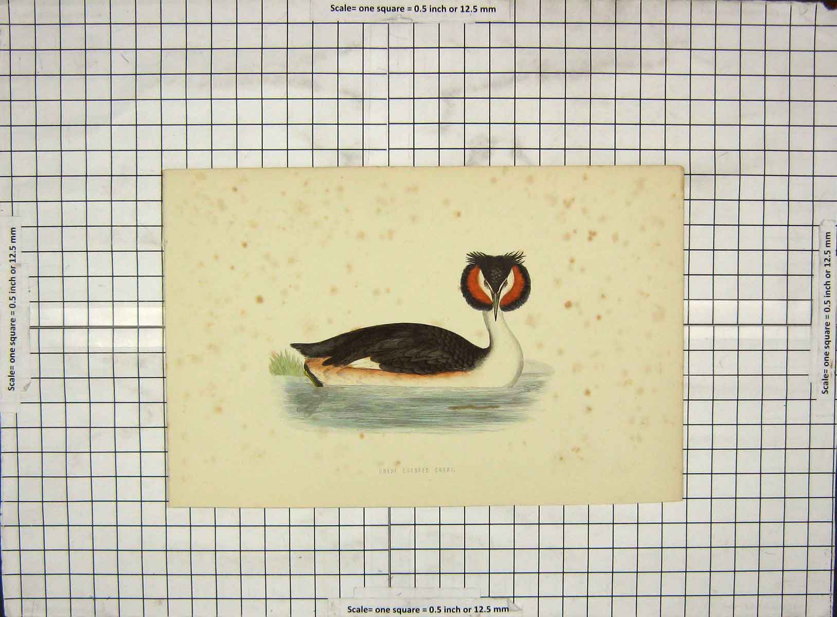 Original Old Antique Print 1903 Hand Coloured Bird Great Crested Grebe 20th