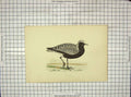 Original Old Antique Print Morris 1903 Hand Coloured Bird Grey Plover 20th