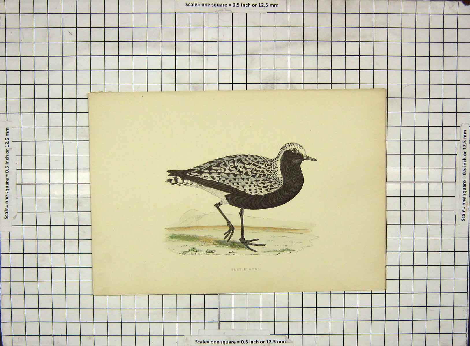 Original Old Antique Print Morris 1903 Hand Coloured Bird Grey Plover 20th