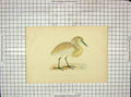 Original Old Antique Print Morris 1903 Hand Coloured Bird Squacco Heron 20th