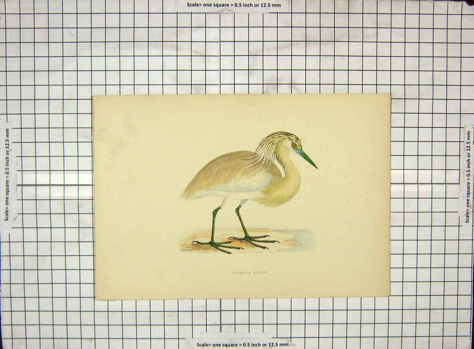 Original Old Antique Print Morris 1903 Hand Coloured Bird Squacco Heron 20th