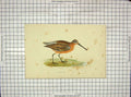 Original Old Antique Print Ref.73 Morris 1903 Hand Coloured Bird Brown Snipe