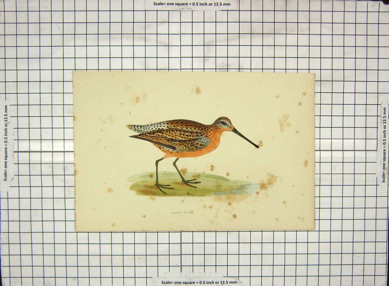 Original Old Antique Print Ref.73 Morris 1903 Hand Coloured Bird Brown Snipe