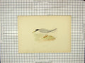 Original Old Antique Print Morris 1903 Hand Coloured Bird Lesser Tern 20th